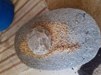 Grinding the peas in a traditional Acholi way